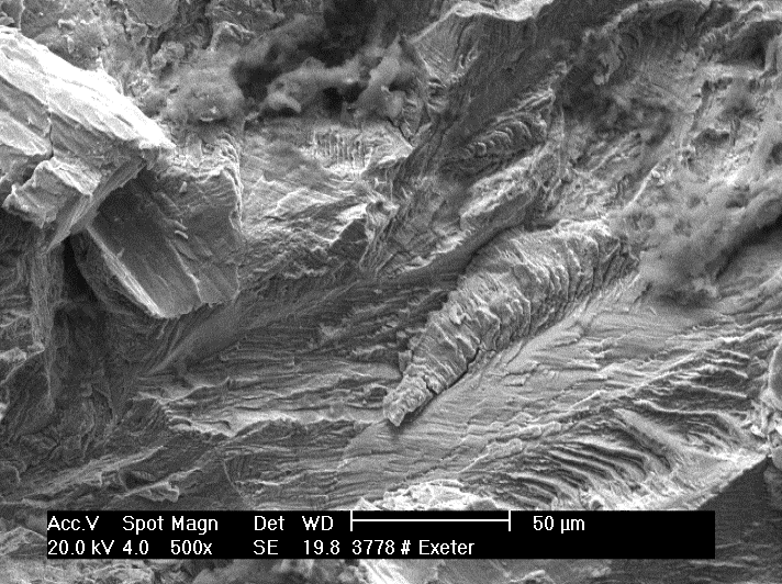 Scanning microscopy image